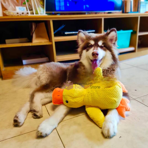 Relaxing Duck