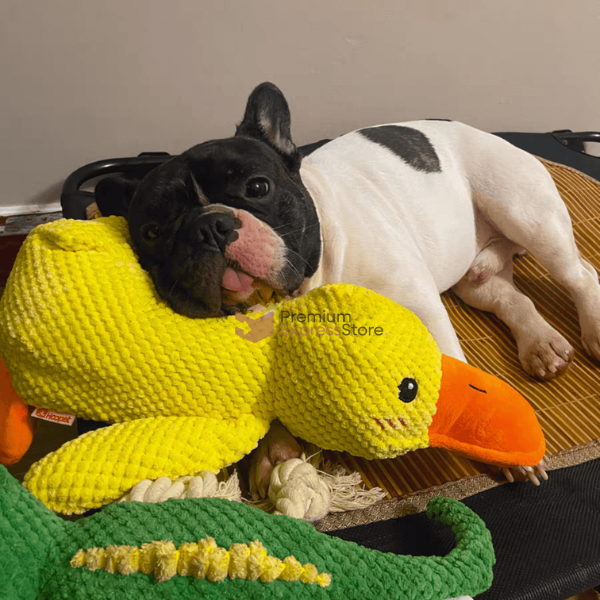 Relaxing Duck