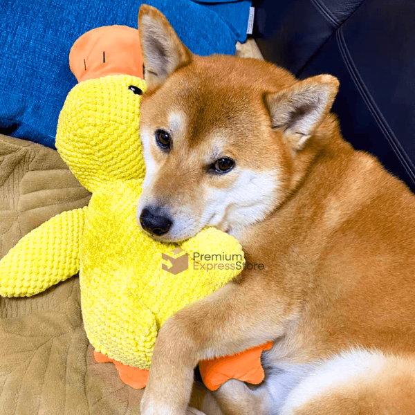 Relaxing Duck