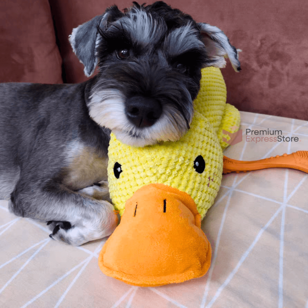Relaxing Duck