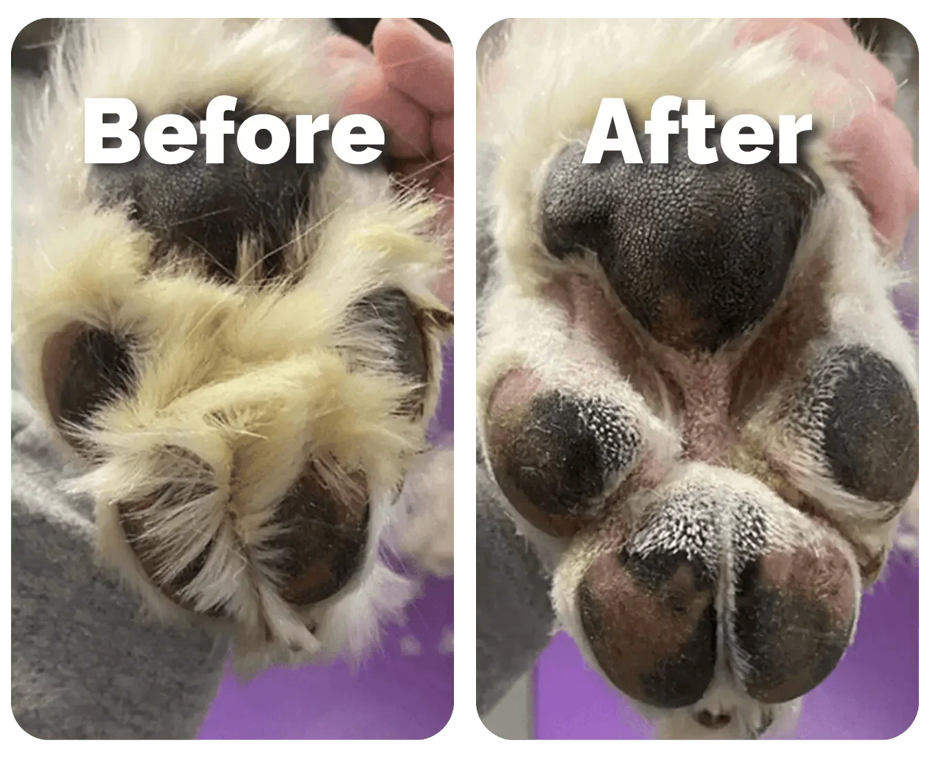 PawEase™ Paw Trimmer