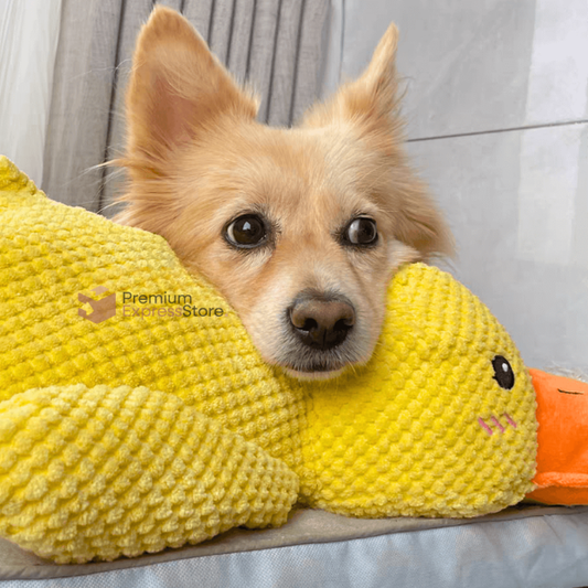 Relaxing Duck